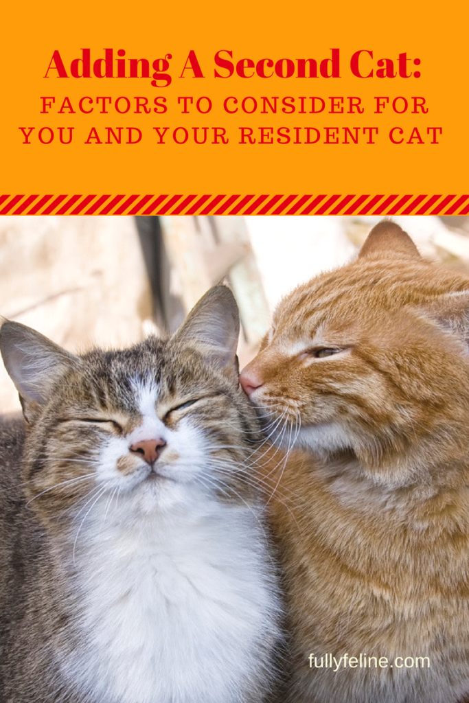 Adding a Second Cat To Your Family Is Your Cat Ready For A Friend