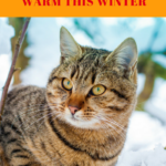 Outdoor Cats: Help Them Stay Safe and Warm This Winter