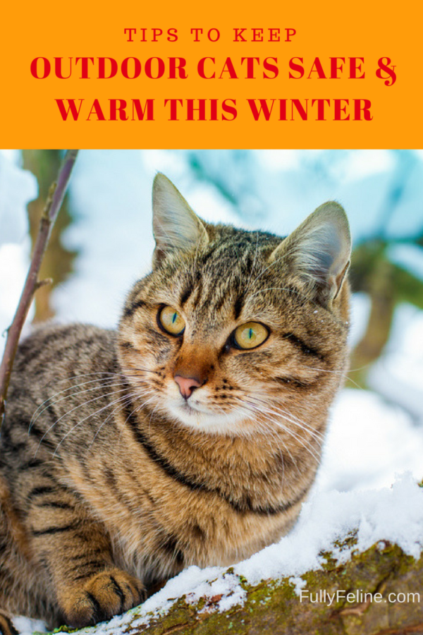 Outdoor Cats: Help Them Stay Safe and Warm This Winter - Fully Feline