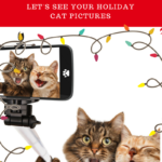 Holiday Photo Contest: Let’s See Those Holiday Kitty Pics!