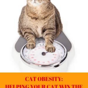 Fighting Pet Obesity: Helping Cats Fight Battle of the Bulge