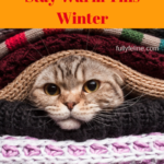 Keeping Cats Warm: Keep Your Cat Comfortable This Winter