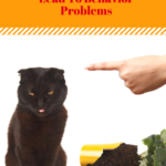 3 Mistakes Cat Guardians Make That Contribute To Cat Behavior Problems