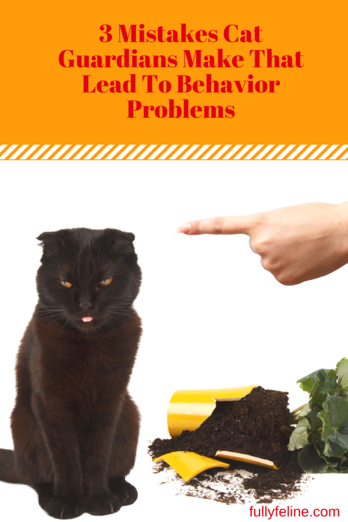 cat behavior problems
