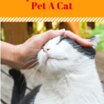 How to Pet a Cat: It’s Like Learning a Second Language!