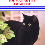 Presidential Cats: 10 “First Cat” Facts