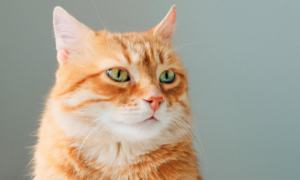 Feline Acne:  What You May Not Know About Symptoms, Prevention