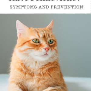 Feline Acne: What You May Not Know About Symptoms, Prevention