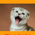 7 Reasons Cats Meow: Why Your Cat Is Being Vocal