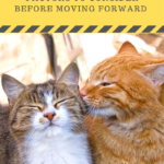 Adding a Second Cat: Is Your Cat Ready For A Friend?
