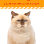 Pet Obesity Prevention In Cats: 5 Tips To Help Your Cat Lose Weight