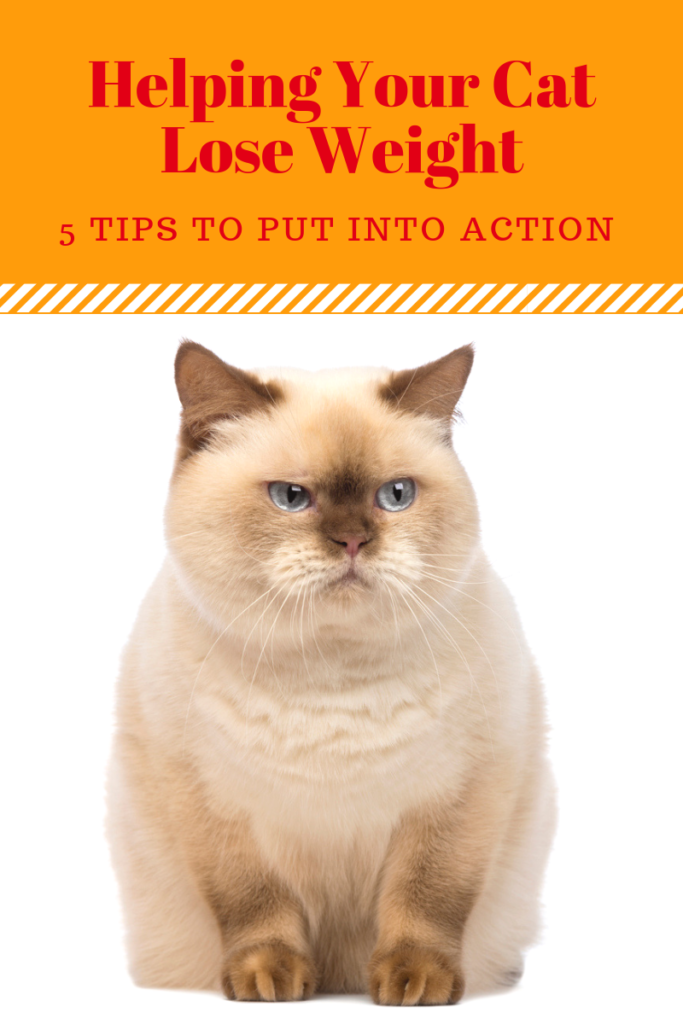 Pet Obesity Prevention In Cats