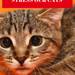 6 Common Ways We Cause Cats Stress Without Realizing It!