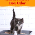 Litter Box Stinky? Reduce Odor Using These Cleaning Tips