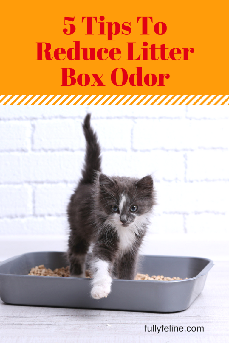 Litter Box Stinky? Reduce Odor Using These Cleaning Tips Fully Feline