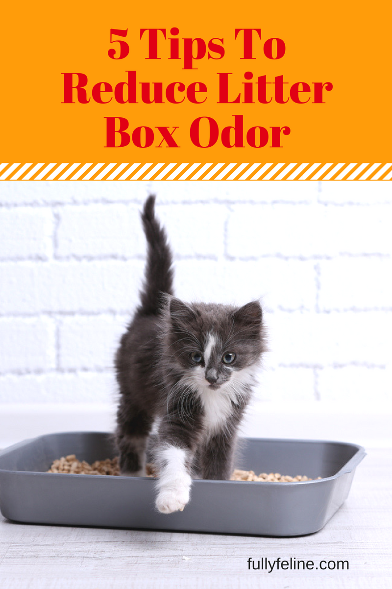 Litter Box Stinky? Reduce Odor Using These Cleaning Tips Fully Feline