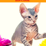 Summer Cat Health: Tips To Keep Your Cat Comfortable