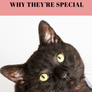Black Cats: 6 Reasons They’re Special