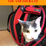 Make Vet Visits Less Stressful For Your Cat
