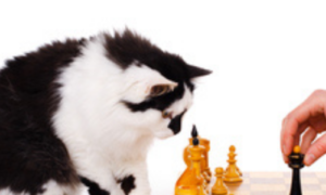 Human Behavior: What Your Cat Learns By Observing You