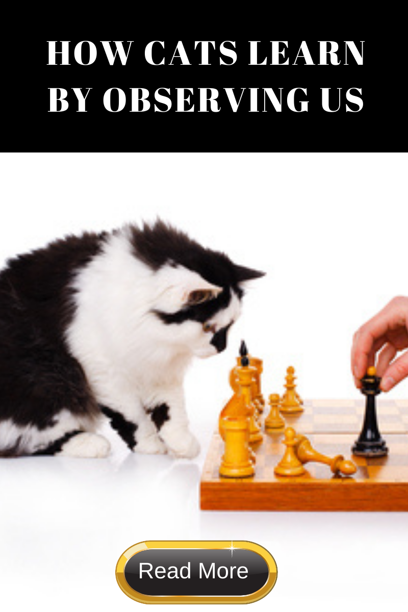 cat learning about chess by watching human
