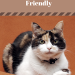 Making Your Home Senior Cat Friendly