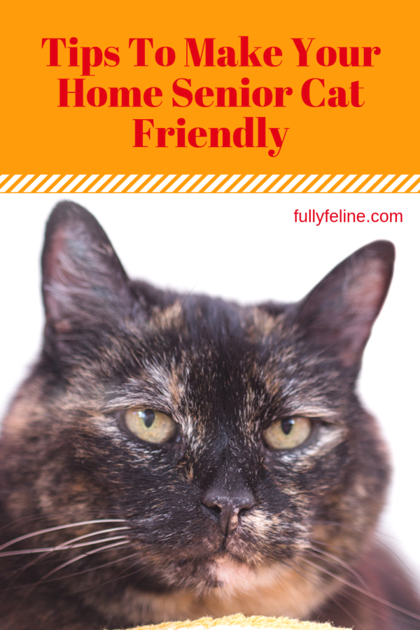 Making Your Home Senior Cat Friendly - Fully Feline