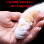 Showing Your Cat Love: Learn His Love Language