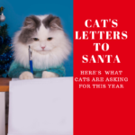 Cat Letters To Santa: Has Your Cat Written His Yet?