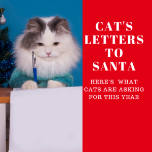 Cat Letters To Santa: Has Your Cat Written His Yet?