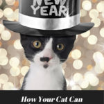 New Year’s Resolutions: How Cats Help You Keep Them