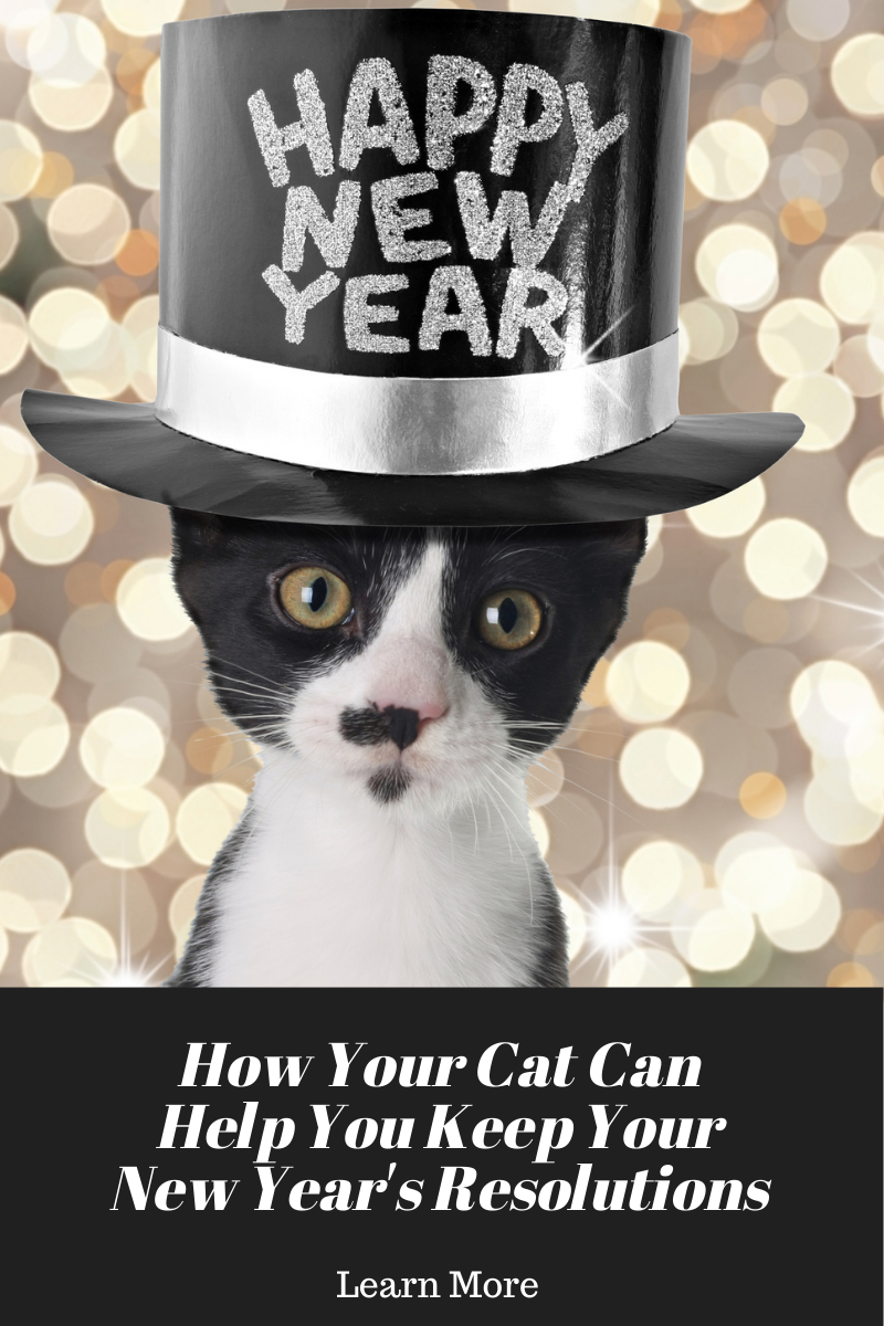 Kitten wear happy new year hat for New Years resolutions