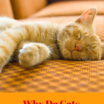 Catnaps: Why Do Cats Sleep So Much?