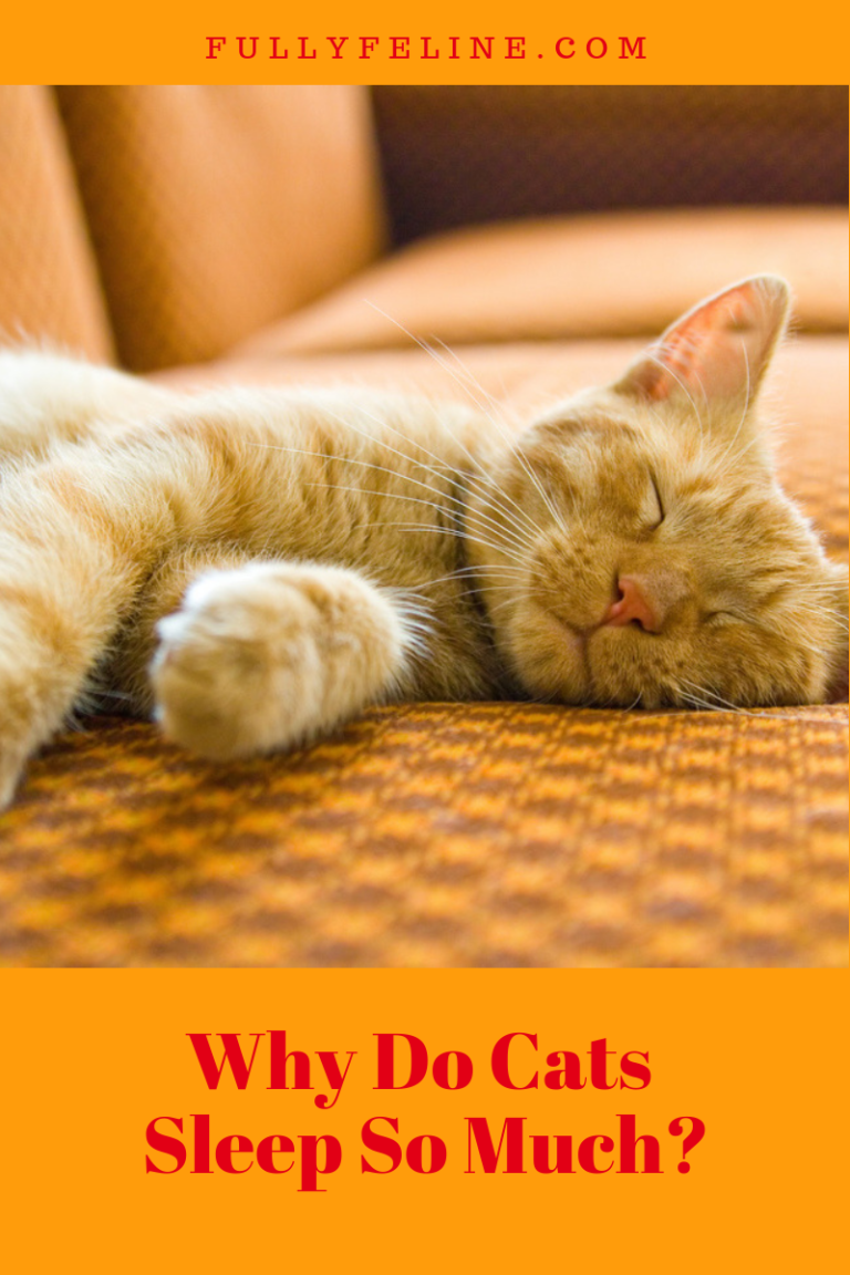 Catnaps: Why Do Cats Sleep So Much? - Fully Feline