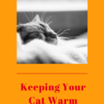 Keeping Your Cat Warm When the Winter Winds Blow