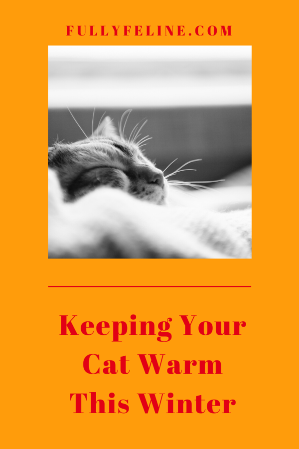 Keeping Your Cat Warm When the Winter Winds Blow Fully Feline