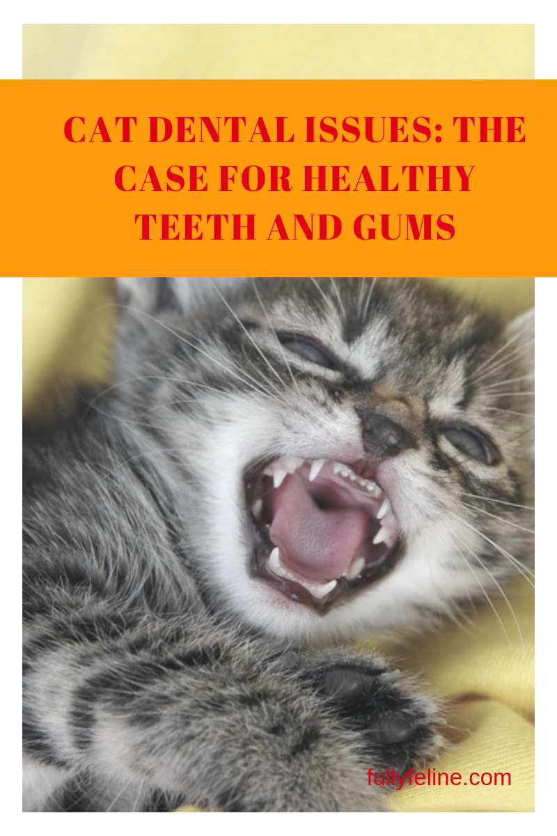 cat dental issues