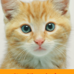 New Kitten In the House? 7 Ways to Help Him Feel Loved
