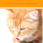 Catnip Questions and Answers: Why Cats Love It