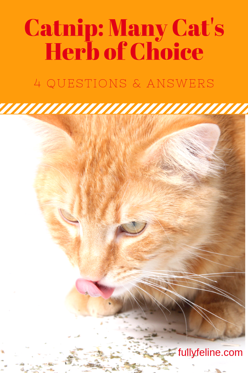 catnip questions