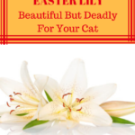 Easter Lily: Beautiful But Toxic To Cats