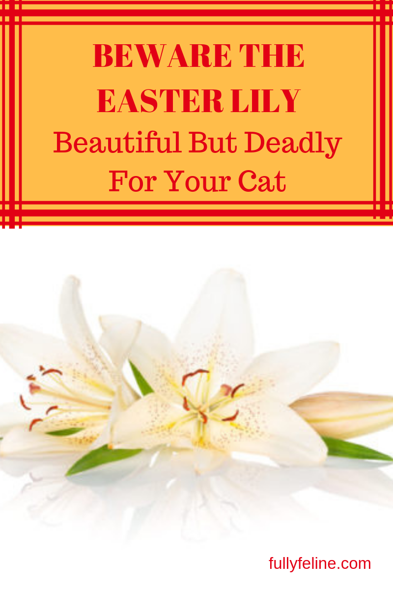 Easter Lily: Beautiful But Toxic To Cats - Fully Feline