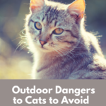 Cat Outdoor Dangers: What To Watch For