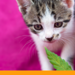 CBD Pet Products: What Are They and How Do They Work?