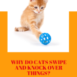 Cat Swiping Behavior: What Will Your Cat Do and Why?