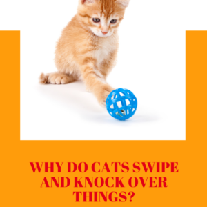 Cat Swiping Behavior: What Will Your Cat Do and Why?