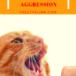 Feline Aggression: Diffusing Some Common Causes