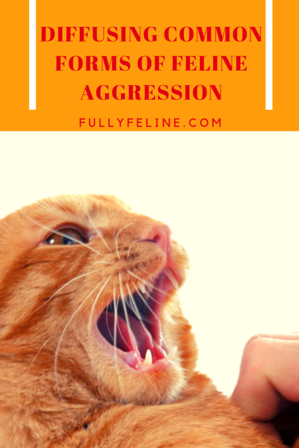 feline aggression