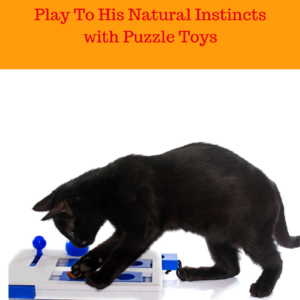 Food Puzzles For Your Cat: Change Mealtime Presentation