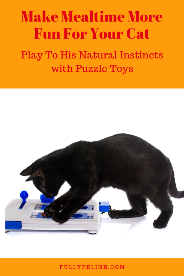 Food Puzzles For Your Cat Change Mealtime Presentation LaptrinhX / News